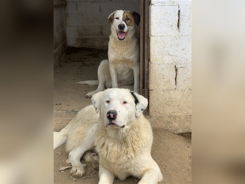 Ambar, geb. ca. 06/2023, lebt in GRIECHENLAND, auf einer privaten Pflegestelle