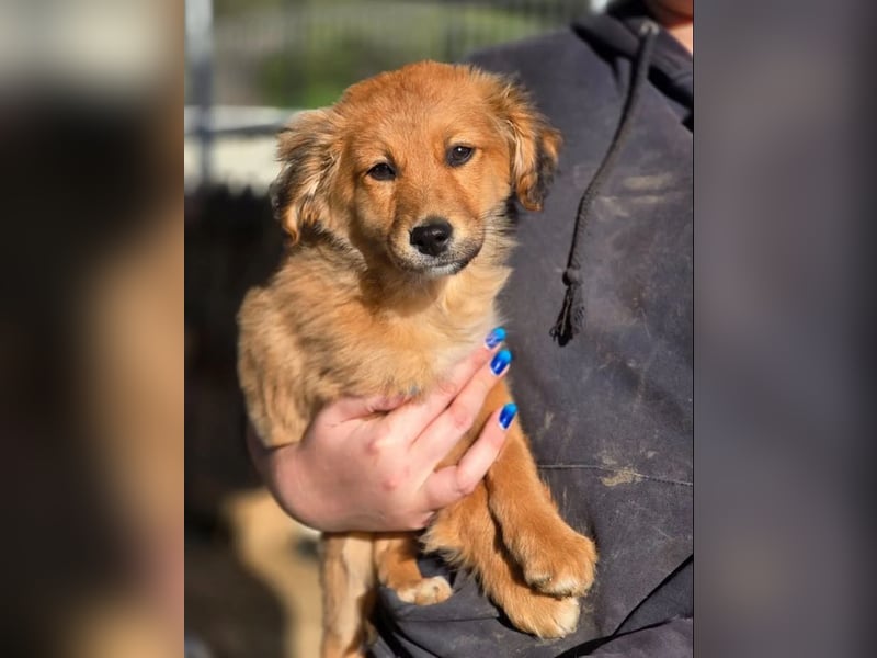 Skiouros – fröhlich und verspielt 