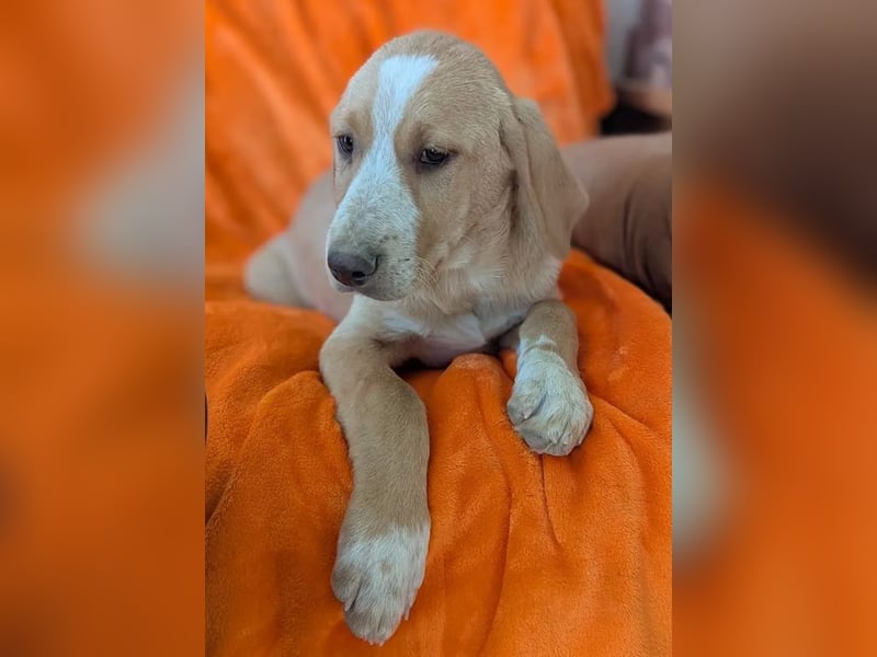 Moritz – freundlicher und tapferer junger Rüde