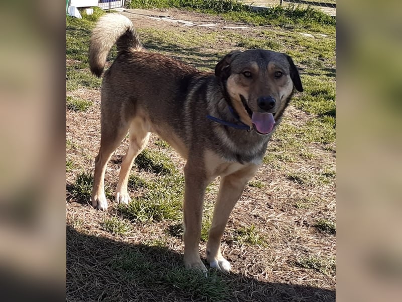 Gino hat das Potenzial zum perfekten Familienhund!