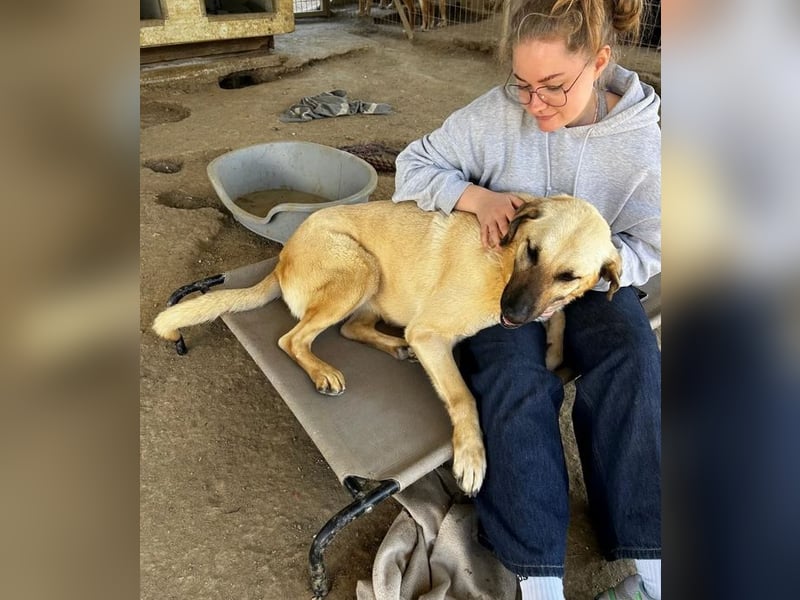 Brunella – freundliche Hündin mit Herz 