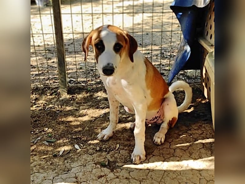 Heinrich, ein stolzer Grieche mit Charakter sucht Seinesgleichen auf zwei Beinen!