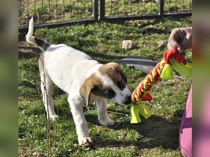 Willy freut sich über tolle Anfragen für ein wundervolles Zuhause!