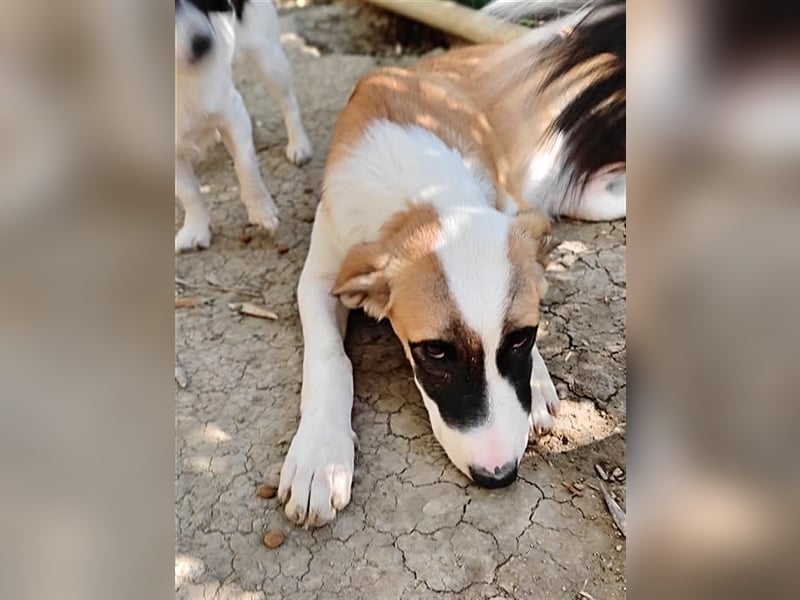 Lagatha sucht wundervolles Zuhause!