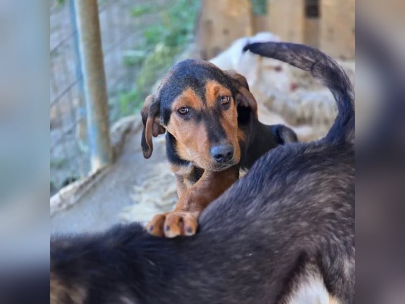 Vito – sanfter, neugieriger und verspielter junger Rüde