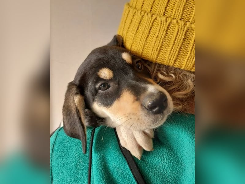 Katrina – freundliche und verschmuste junge Hündin ❣️