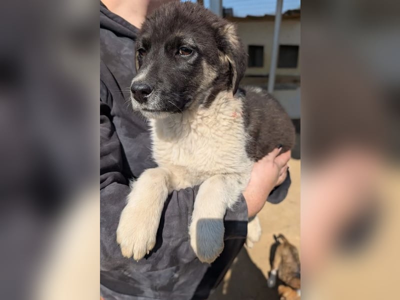 Bowie – fröhlicher kleiner Entdecker 