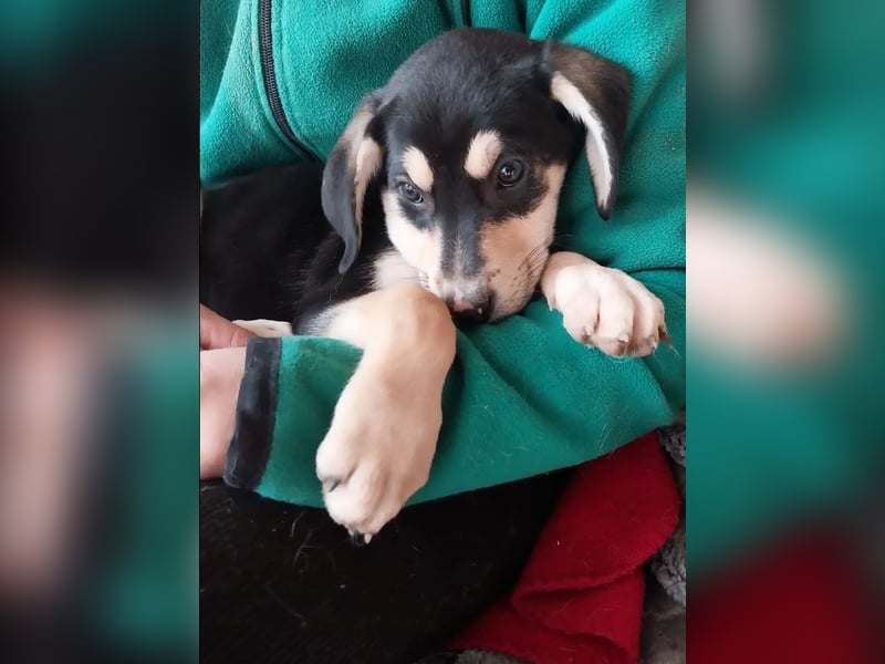 Christel – liebevolle, ruhige und anhängliche kleine Seele ❤️