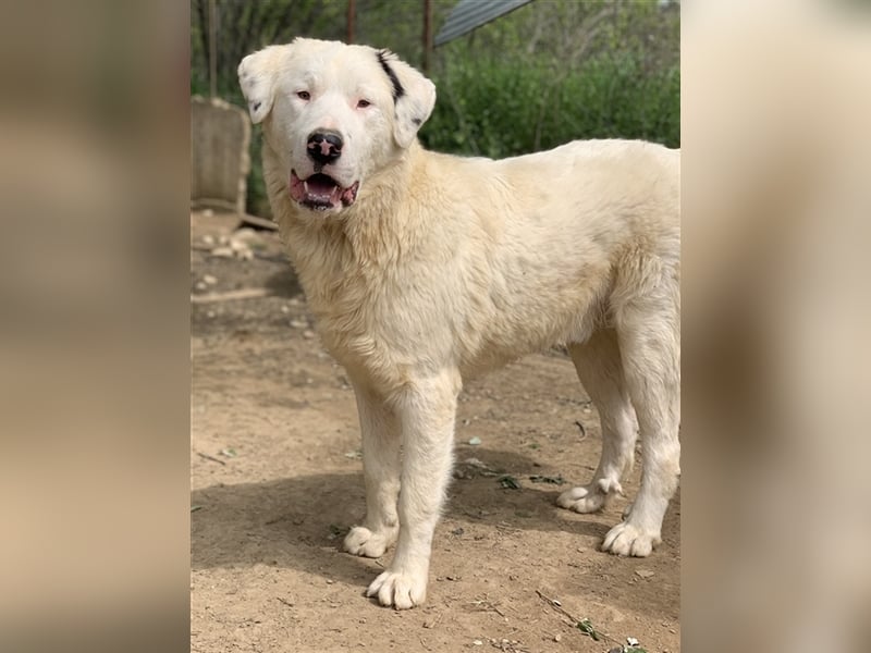 Ambar, geb. ca. 06/2023, lebt in GRIECHENLAND, auf einer privaten Pflegestelle