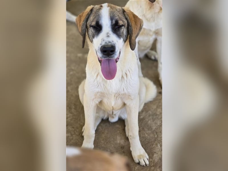 Willy freut sich über tolle Anfragen für ein wundervolles Zuhause!