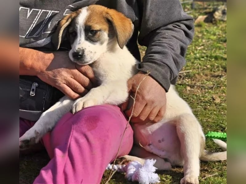 Willy freut sich über tolle Anfragen für ein wundervolles Zuhause!