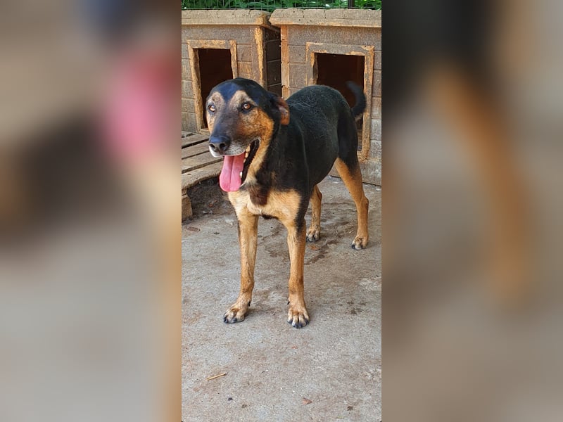 Karinu   Gnadenplatz gesucht