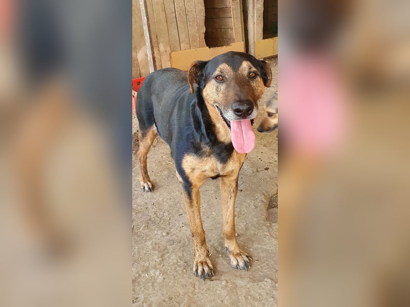 Karinu   Gnadenplatz gesucht