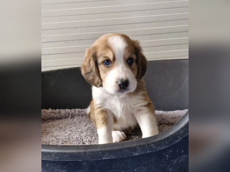 Woody – Schlappohren voller Tatendrang 