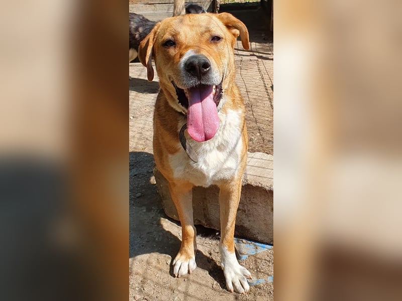 Scooby (Santuhalm-Shelter Rumänien)