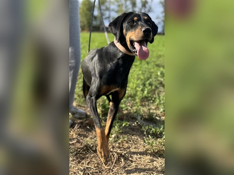 Zwölf, geb. ca. 10/2021, lebt in GRIECHENLAND, auf einer privaten Pflegestelle