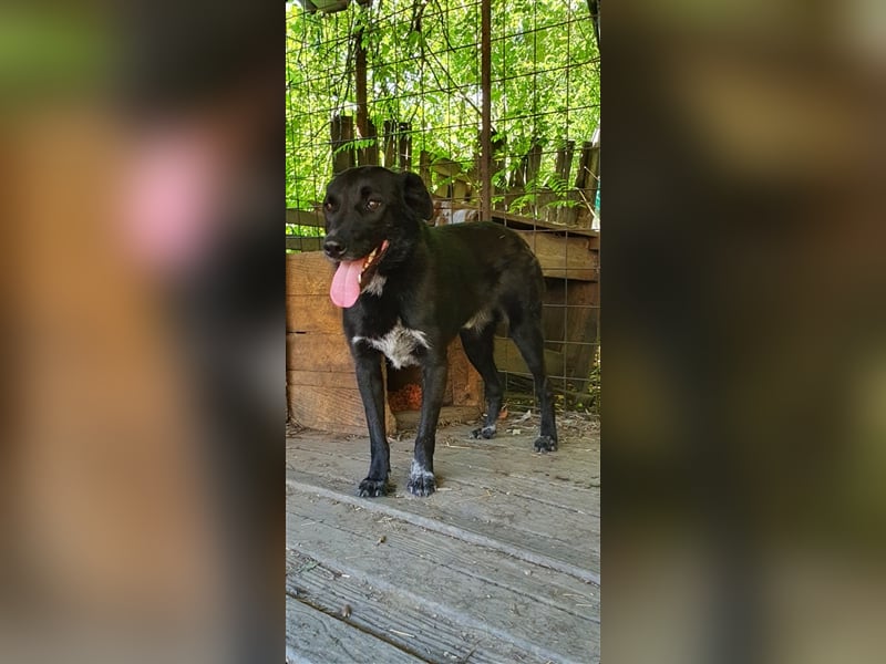 Aramis  (Santuhalm-Shelter Rumänien)