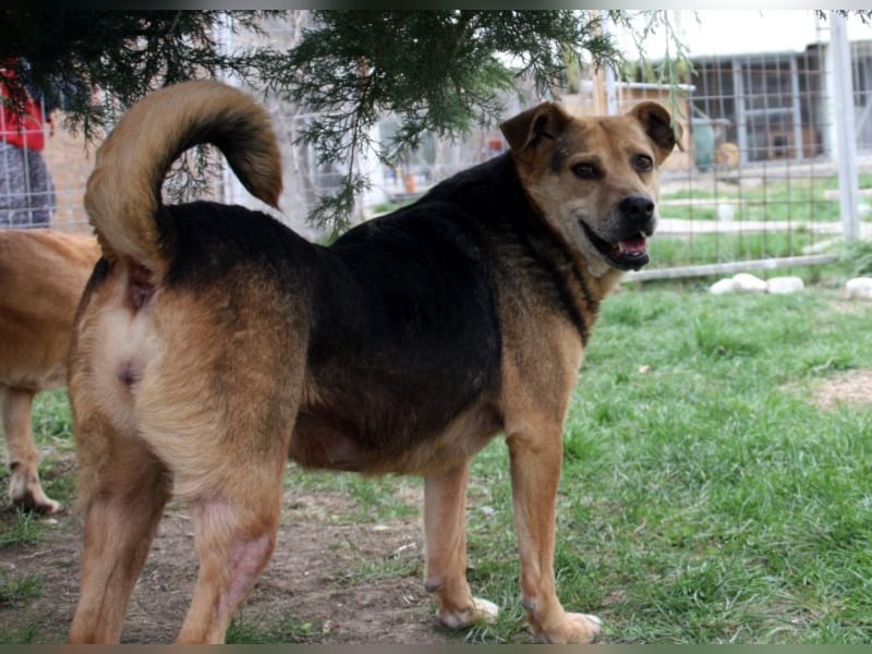 Lupita kennt nur das Tierheim