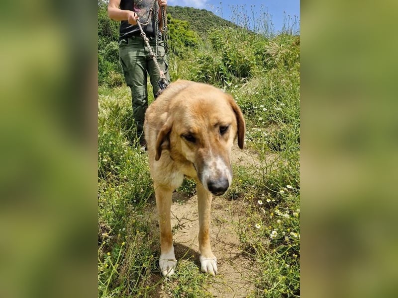 Bibi, eine wunderschöne Fellnase sucht ihr passendes Zuhause!