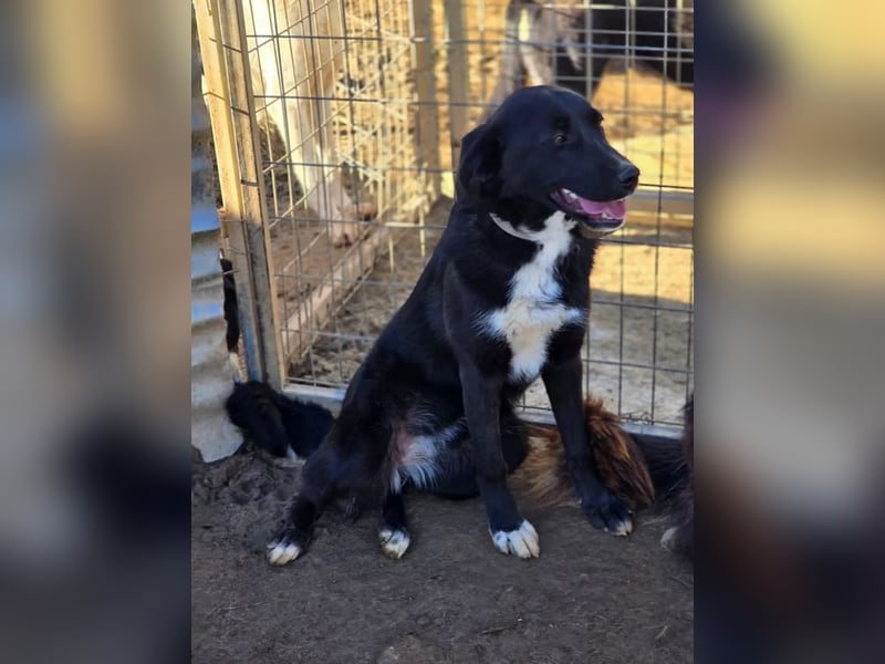 Emilia – wunderschöne schwarze Hündin 