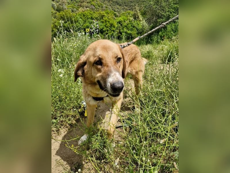 Bibi, eine wunderschöne Fellnase sucht ihr passendes Zuhause!