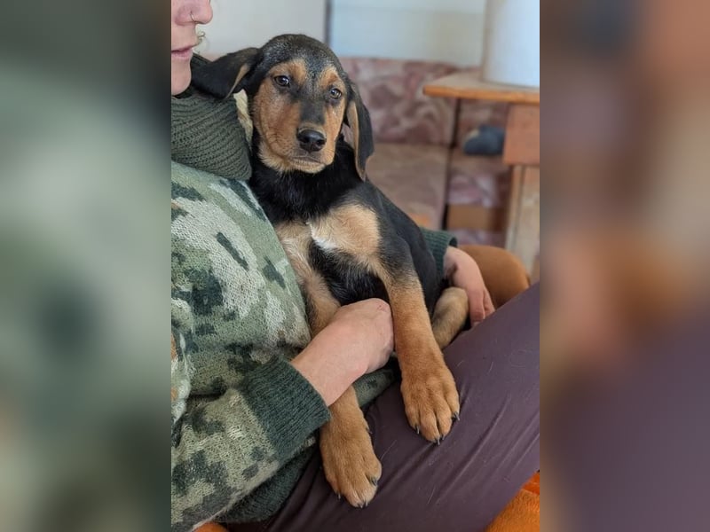 Vito – sanfter, neugieriger und verspielter junger Rüde