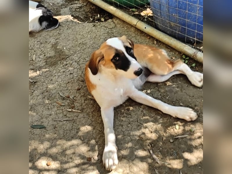 Lagatha sucht wundervolles Zuhause!