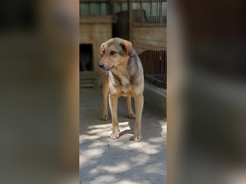 Jacky  (Santuhalm-Shelter Rumänien)