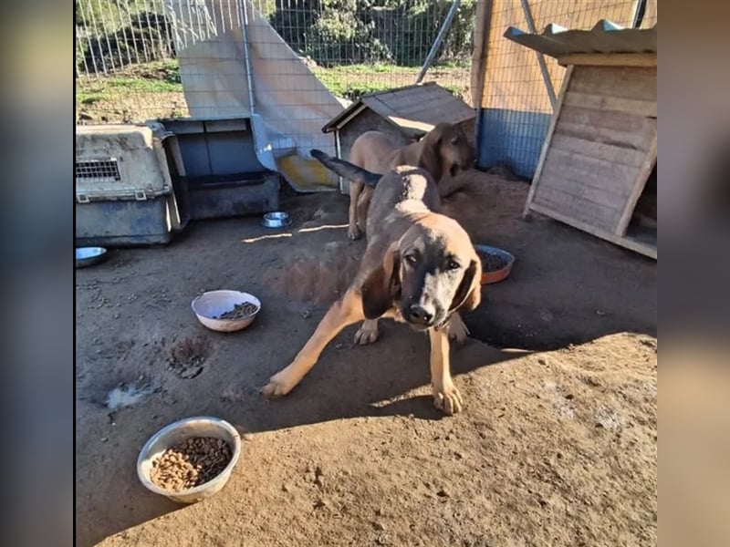 Lucas sucht ein wundervolles Zuhause