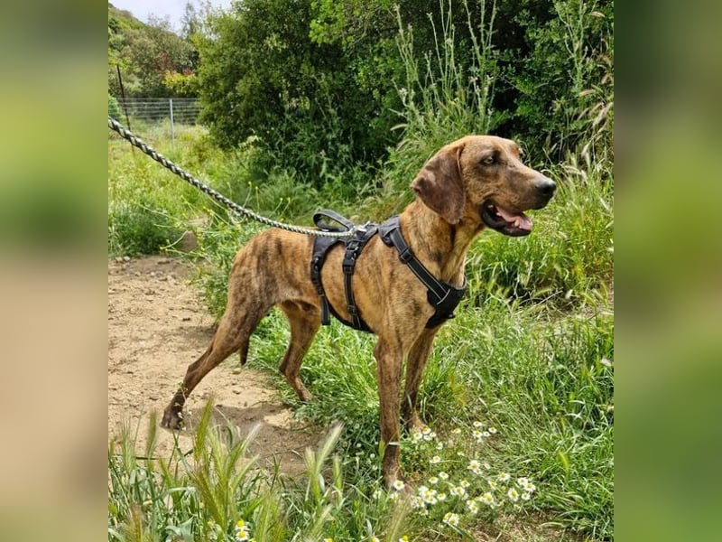 Diego - fröhlicher Jagdhund Mischling 