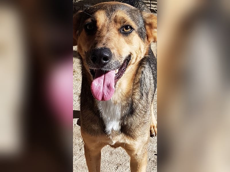 Jacky  (Santuhalm-Shelter Rumänien)