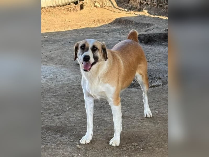 Lagatha sucht wundervolles Zuhause!