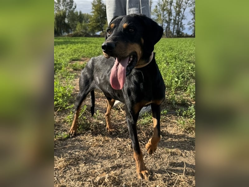 Zwölf, geb. ca. 10/2021, lebt in GRIECHENLAND, auf einer privaten Pflegestelle