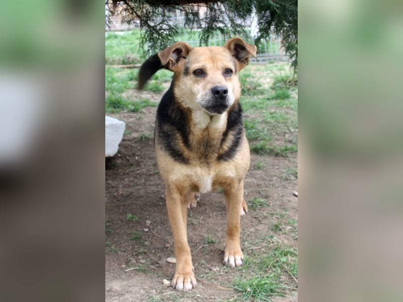 Lupita kennt nur das Tierheim