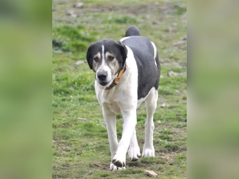 Komissa, eine Löwenmama die nun auch Geborgenheit und Liebe sucht!