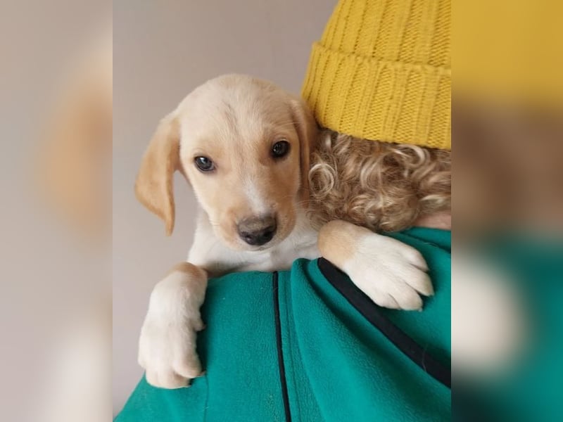 Jörgel – aufgeschlossener und verschmuster Jungspund ❣️