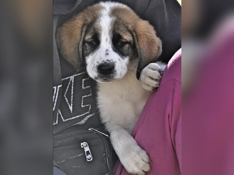 Willy freut sich über tolle Anfragen für ein wundervolles Zuhause!