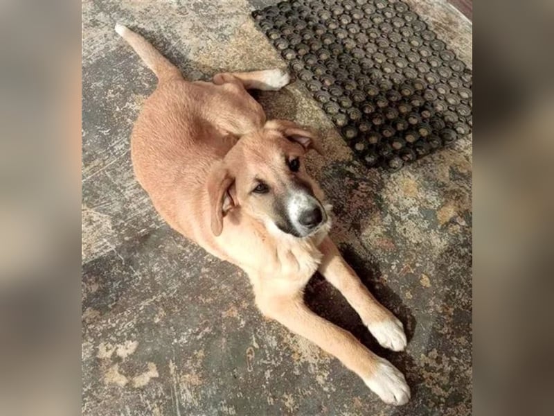 Bibi, eine wunderschöne Fellnase sucht ihr passendes Zuhause!