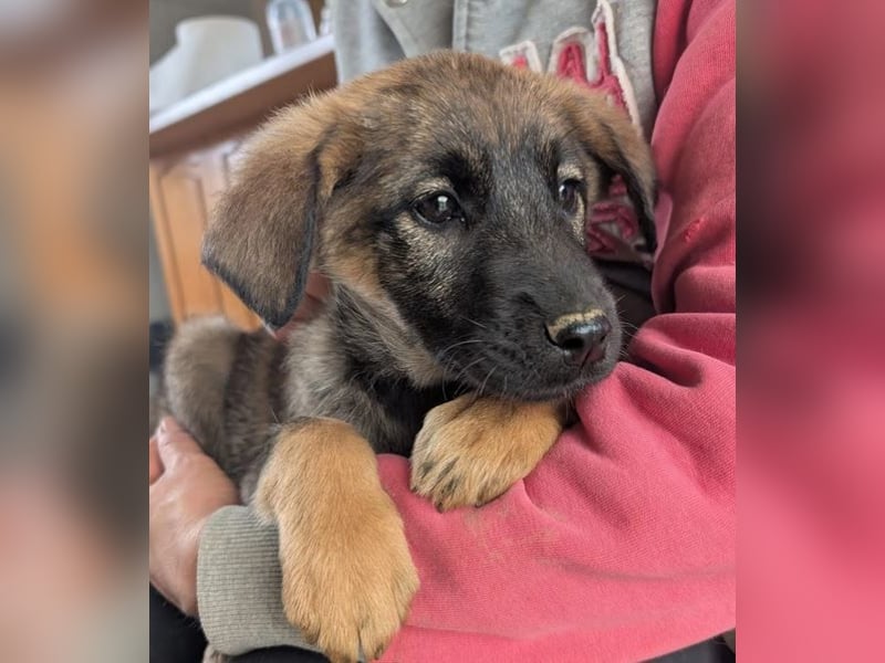 Kira – fröhliches Hundemädchen ❤️