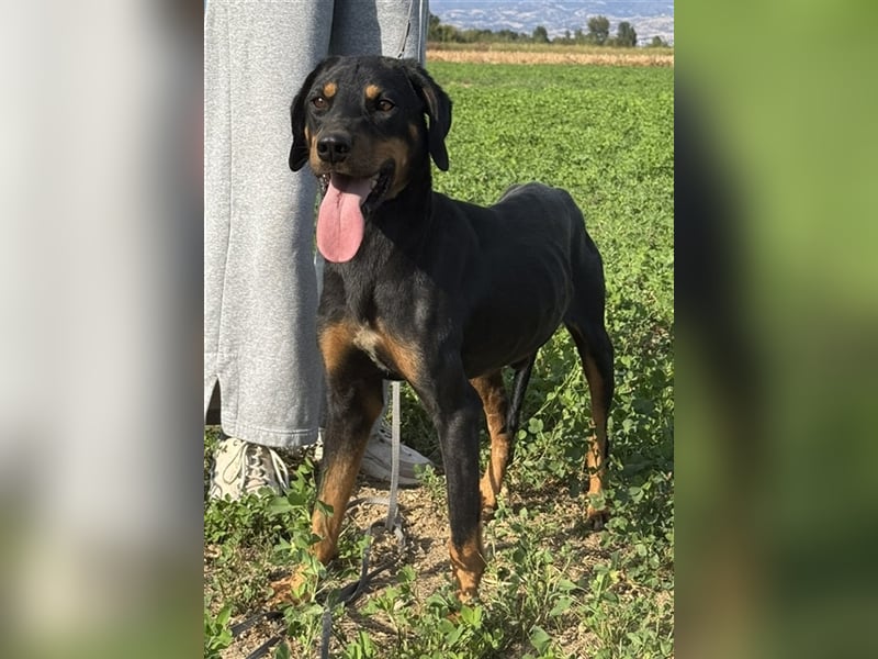 Zwölf, geb. ca. 10/2021, lebt in GRIECHENLAND, auf einer privaten Pflegestelle