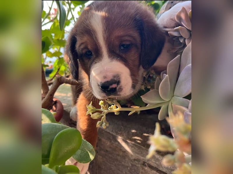 Bear - kleiner Kämpfer sucht sein großes Glück