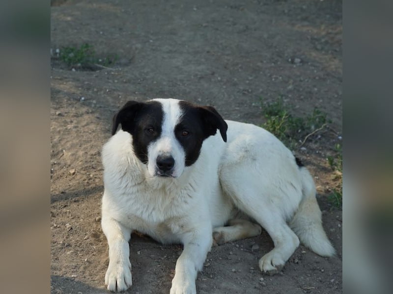 Capper, geb. ca. 06/2024, lebt in GRIECHENLAND, im städt. Tierheim Serres