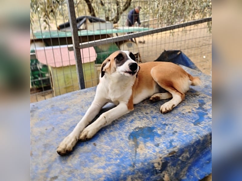 Lagatha sucht wundervolles Zuhause!