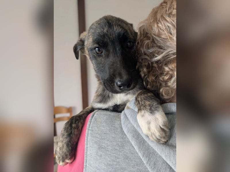 Phibi – wunderschöne gestromte Mischlingshündin 