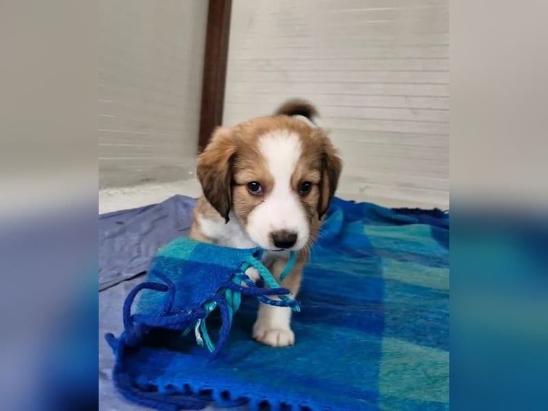 Basti – kleiner Kuschelkönig 