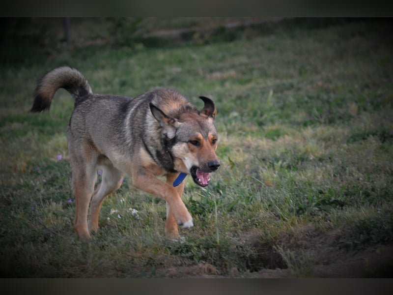 Gino hat das Potenzial zum perfekten Familienhund!