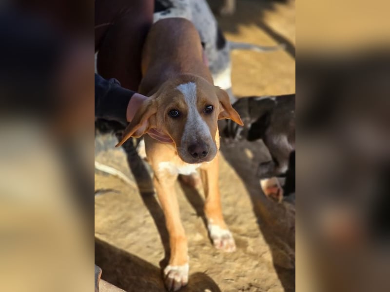 Moritz – freundlicher und tapferer junger Rüde