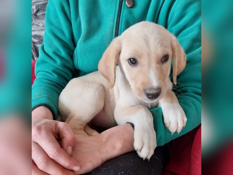 Jörgel – aufgeschlossener und verschmuster Jungspund ❣️