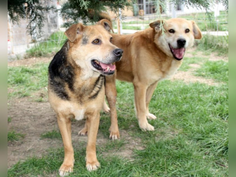 Lupita kennt nur das Tierheim