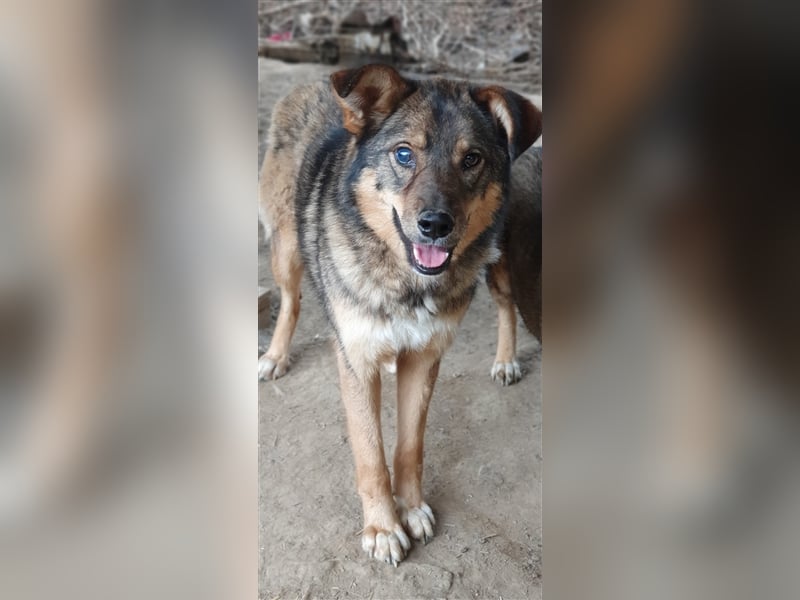 Rufus  (Santuhalm-Shelter Rumänien)